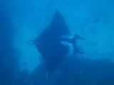 Isla del Coco - 29